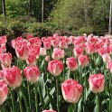 Tulipa cottage 'Dreamland'
